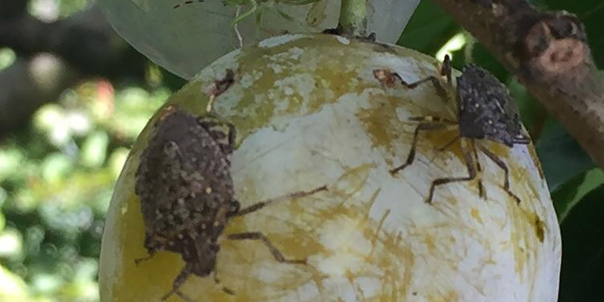 Sos frutta in via di estinzione, gli agricoltori chiedono aiuto